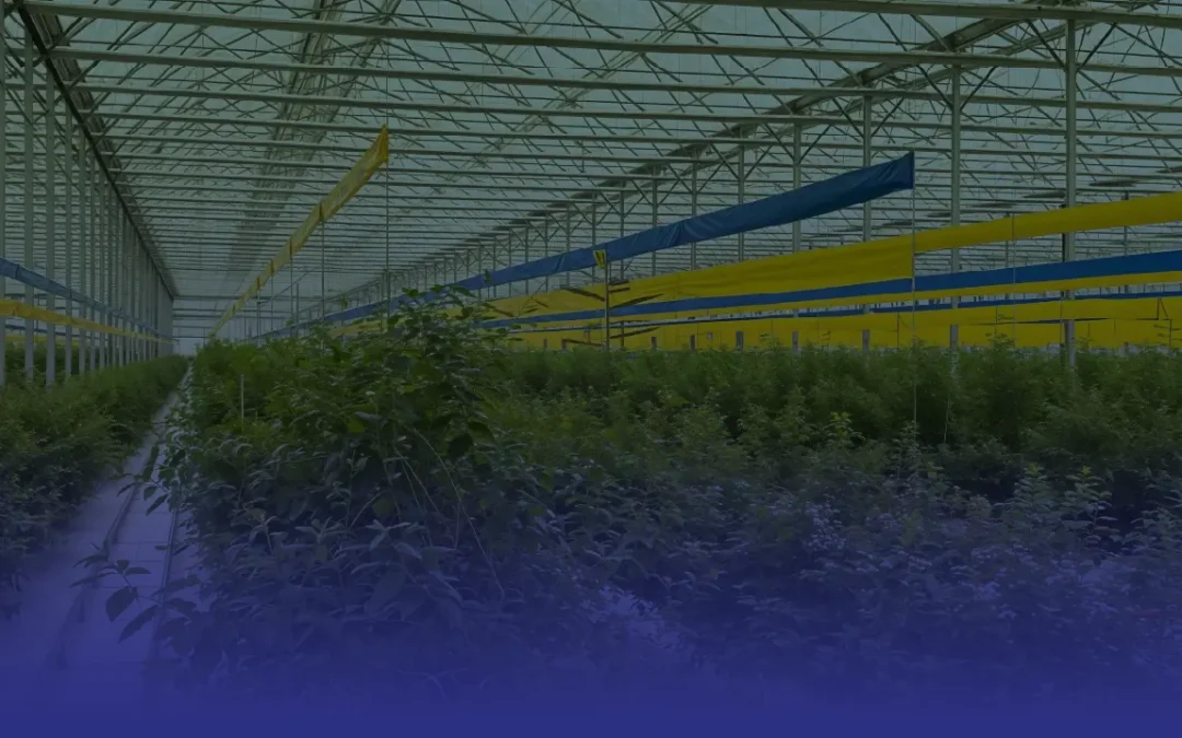 Greenhouse Construction