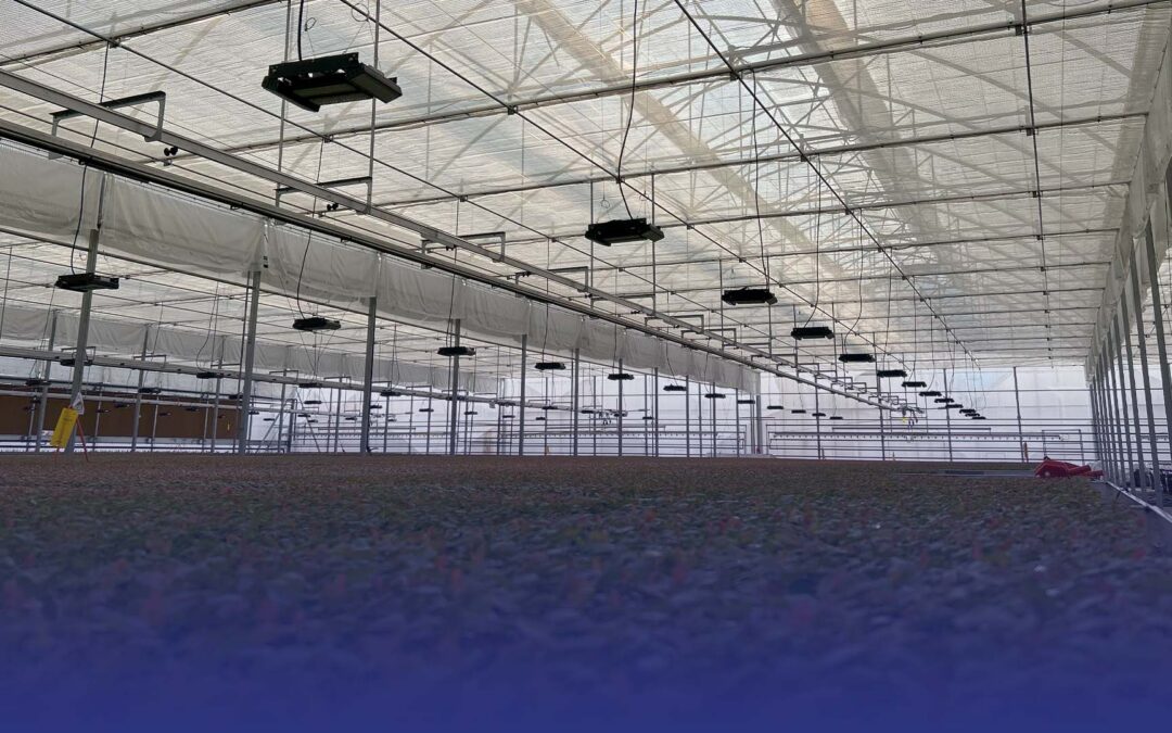 Greenhouse Plastic Roof